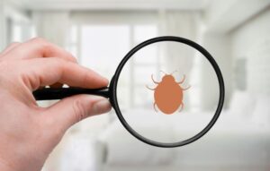 Signs of bed bug infestations
