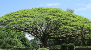 Koa Tree