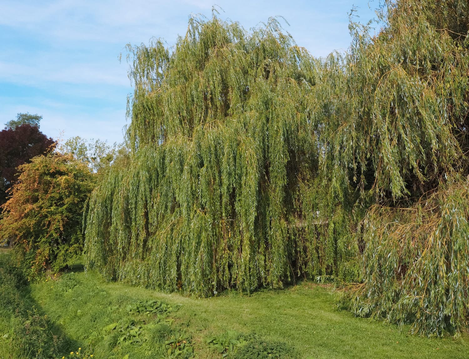 Fast growing trees