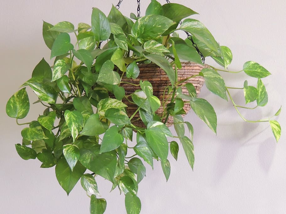 The Golden Pothos