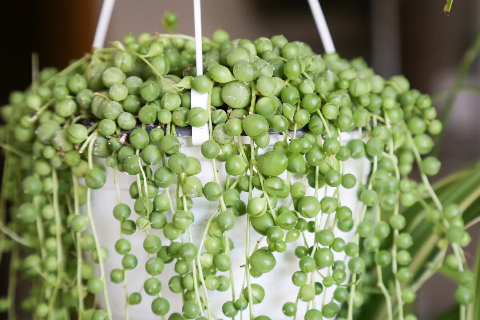 String of Pearls in a White Basket