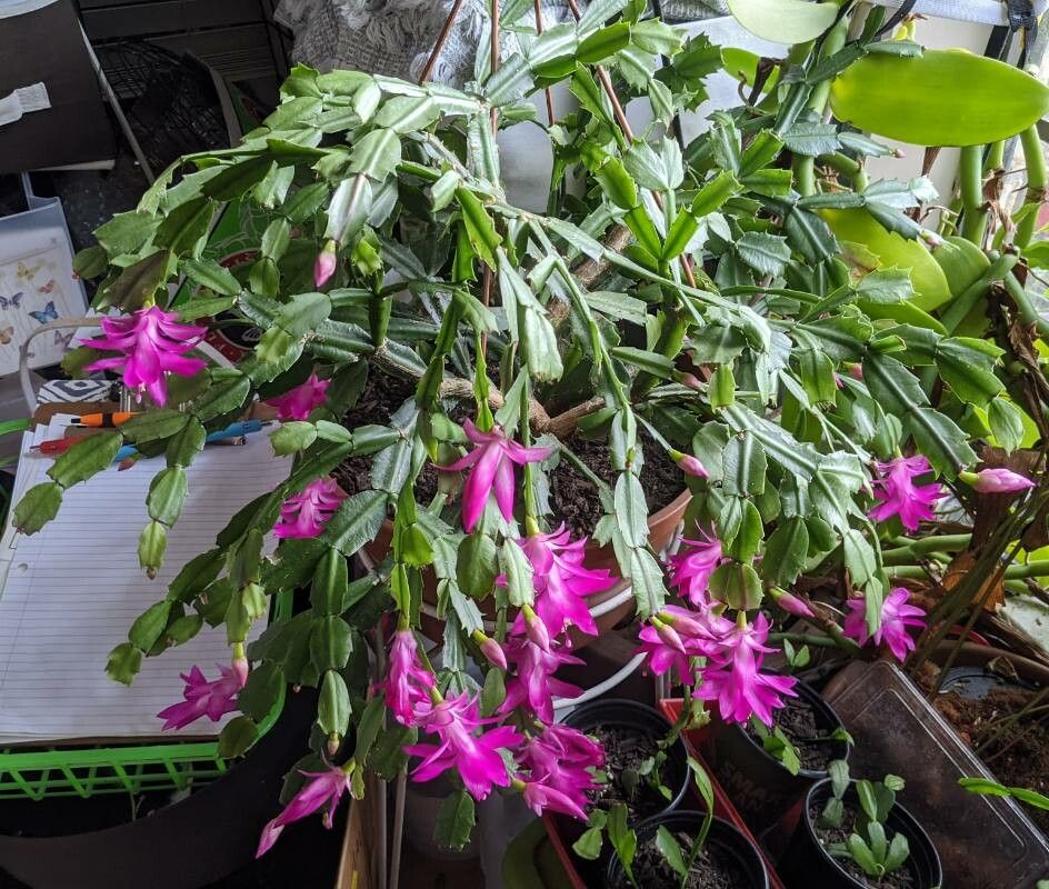 Christmas Cactus Plant