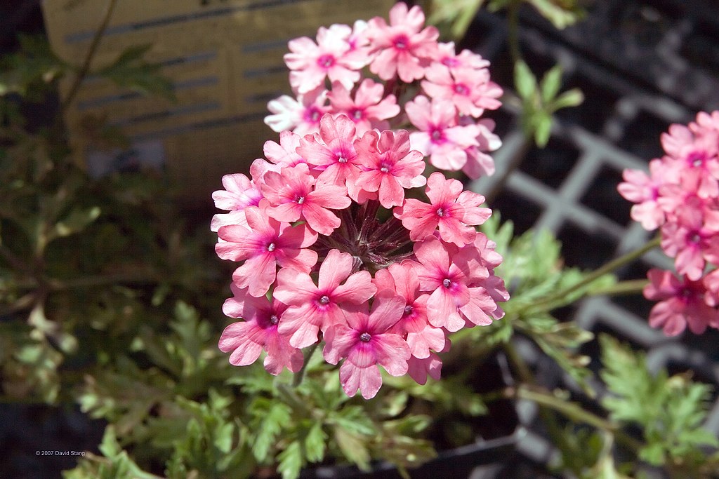 Pink Verbena