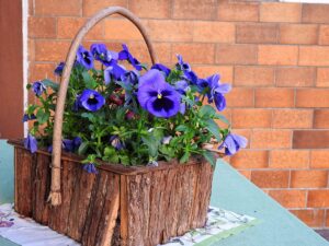 Pansy Flowers