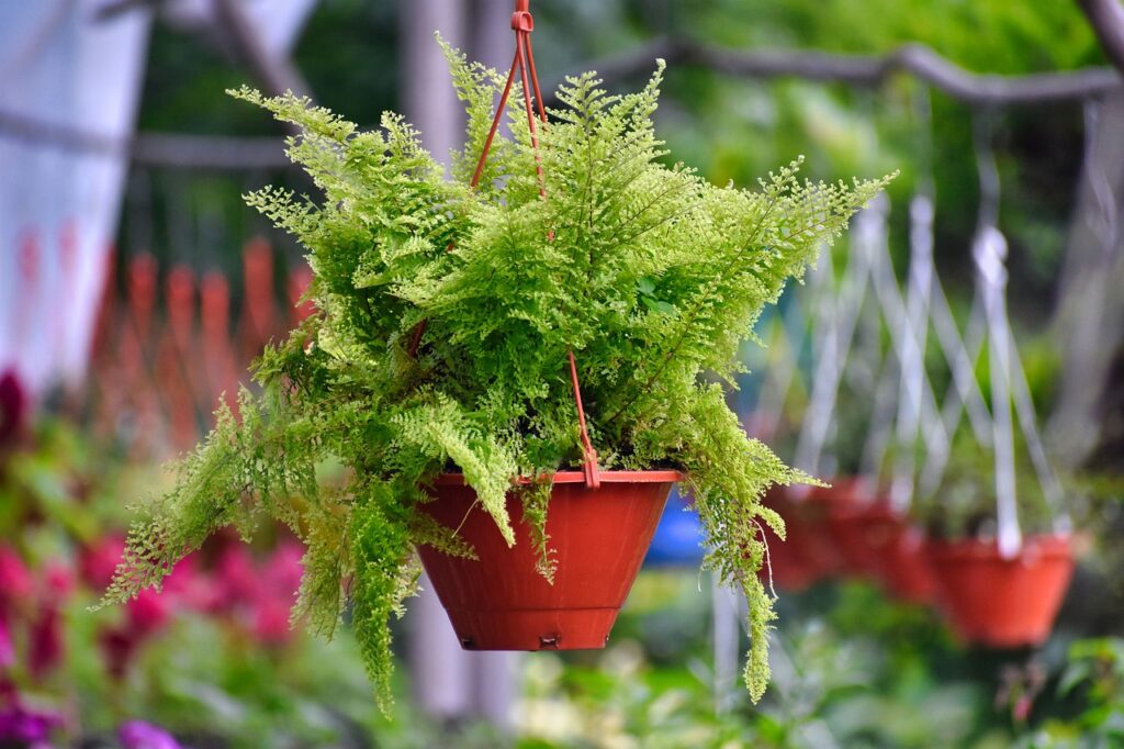 Ferns in a Hanging Basket