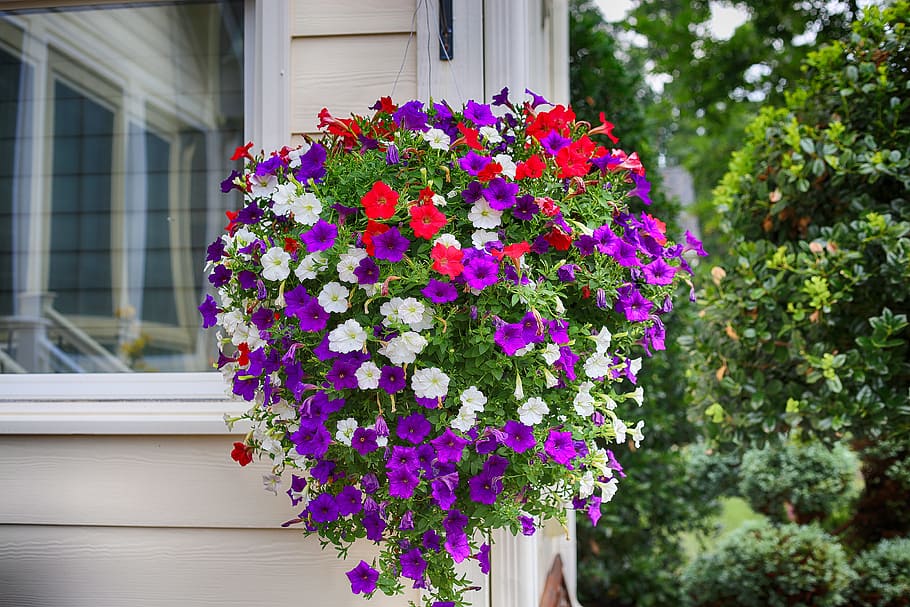 Colorful Petunia