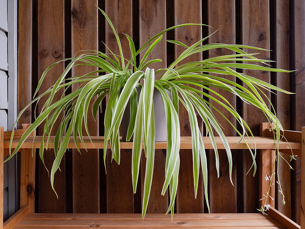 Spider Plants