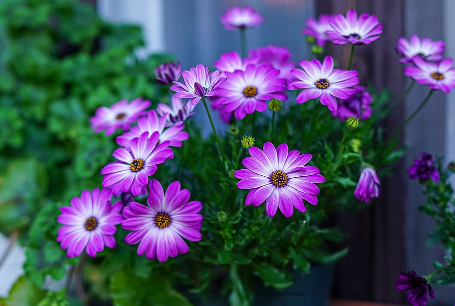 Purple Osteospermum