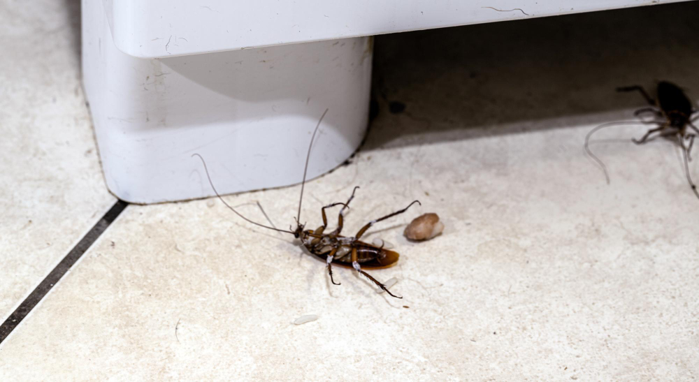 What Attracts Roaches to My Home?