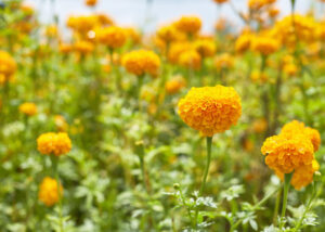 Marigold