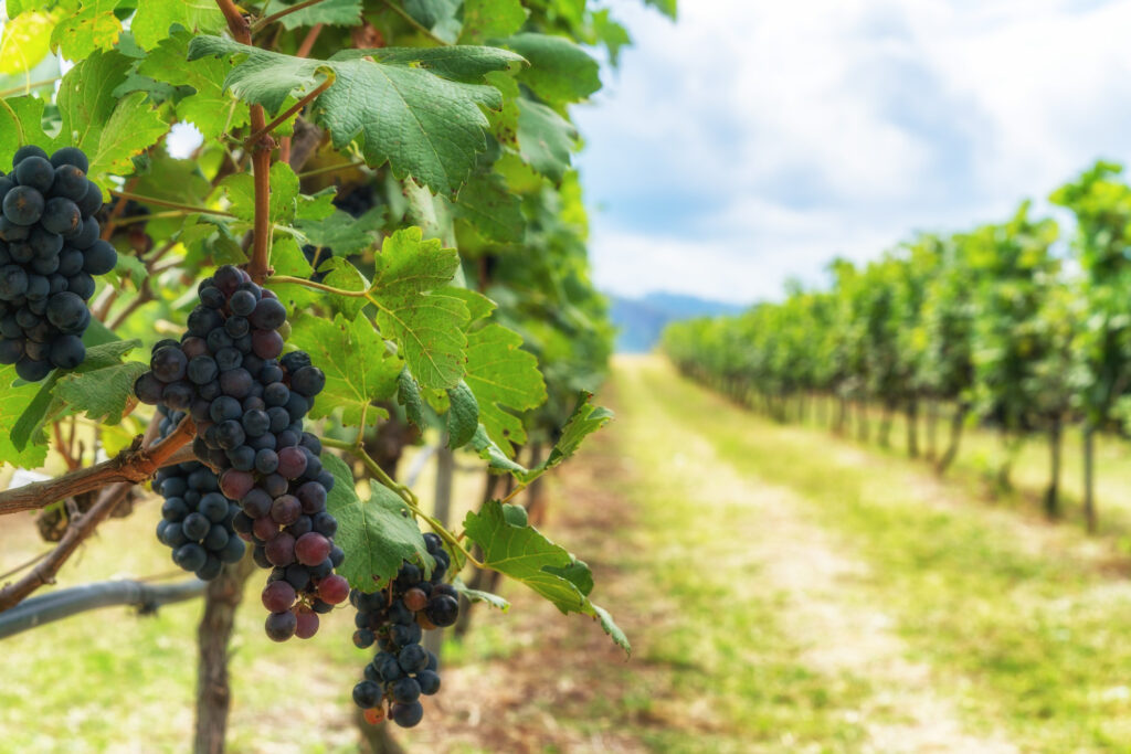 choose a unconventional vineyard