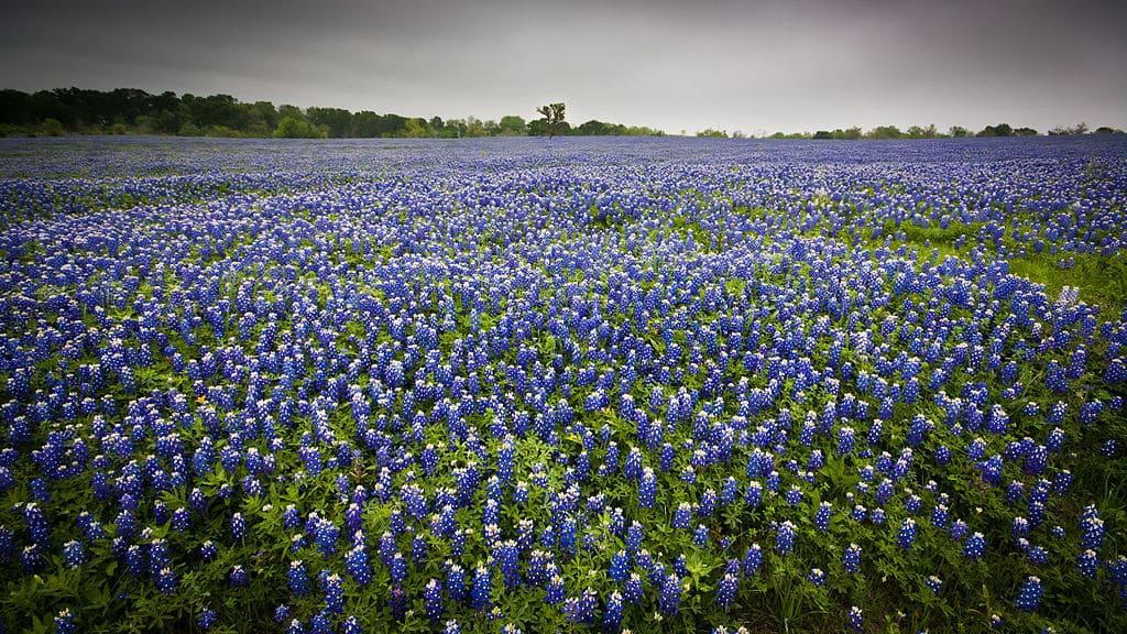 A field in Texas which is full of bluebonnets