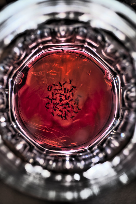 A dish soap and apple cider vinegar trap for fruit flies | Pic by Brian Wolfe on Flickr