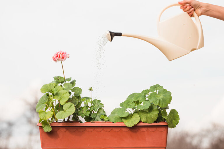 Garden Success 101 Determining the Best Time to Water Plants