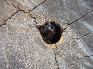 A carpenter bee in their hole