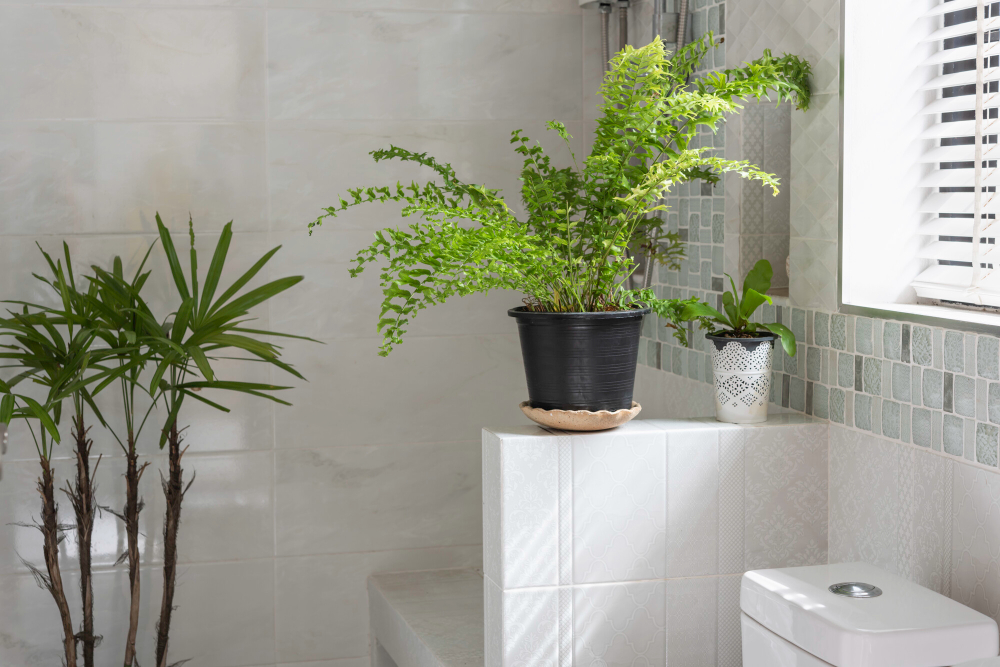 Best Plants for Bathrooms