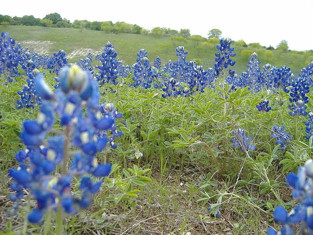 Bluebonnets field in Texas