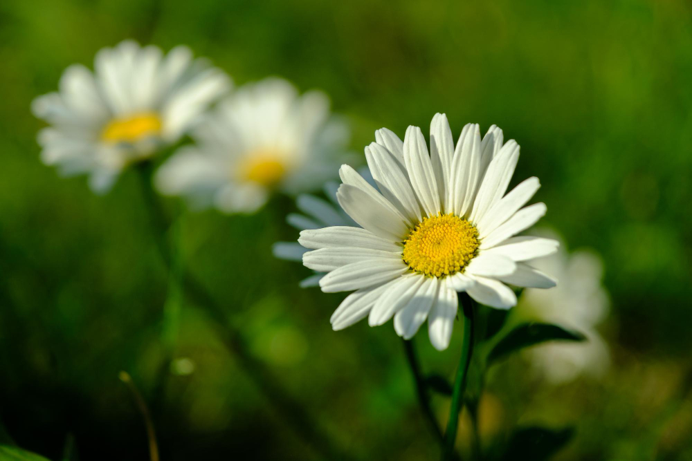 Daisy as One of the Best Types of Flowers to Press Flat