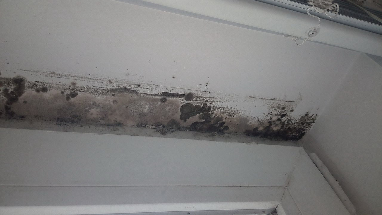 How to Get Rid of Black Mold