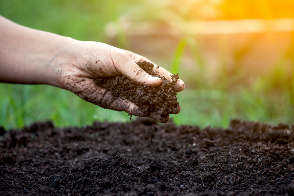 How to Improve Garden Soil Quality