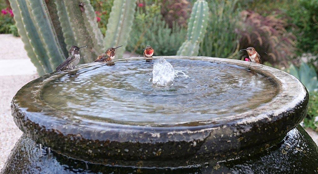 A hummingbird fountain