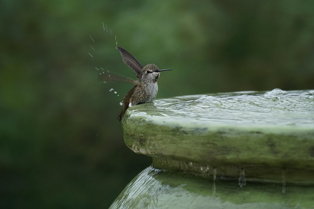 Fresh water for hummingbirds