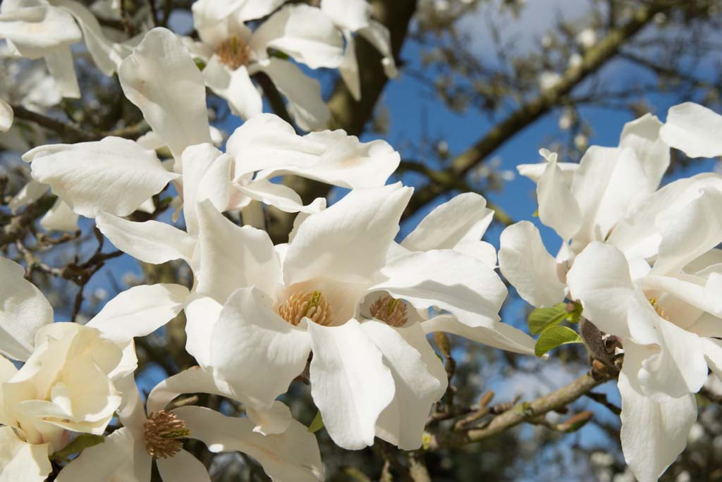 Japanese Magnolia