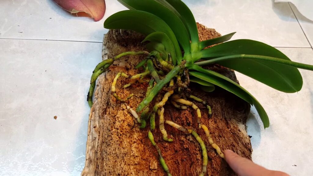 How to Water Orchids In Bark