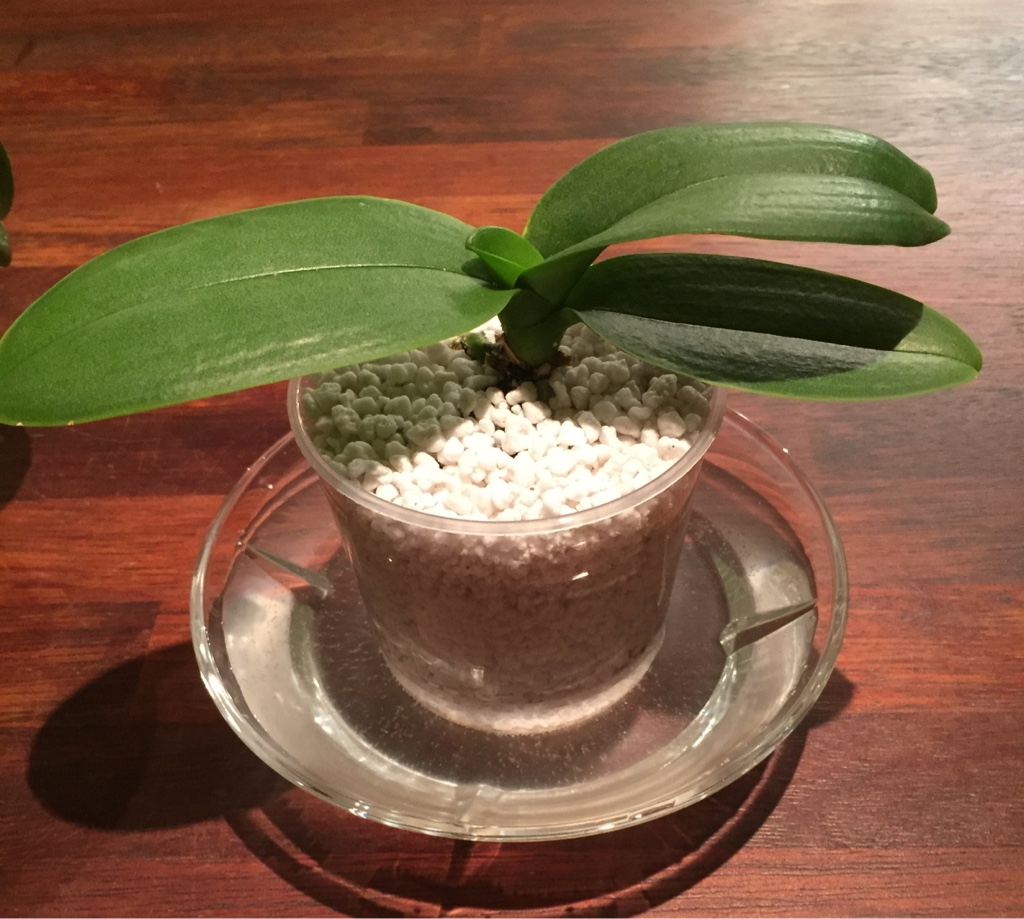 How to Water Orchids in Perlite