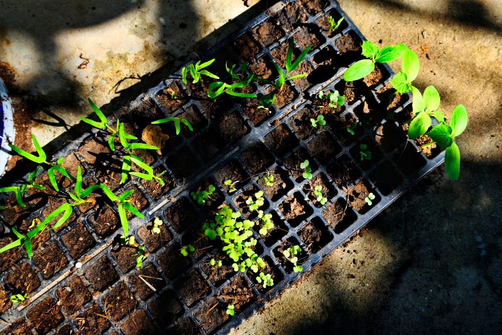 Create A Physical Barrier For Seedlings