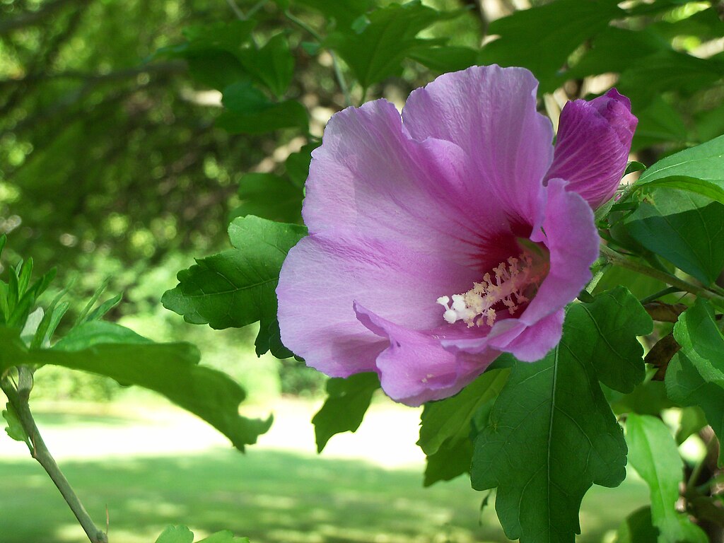 Purple Rose of Sharon
