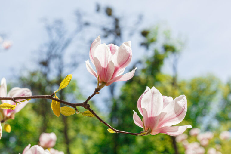 How to Plant a Magnolia Tree