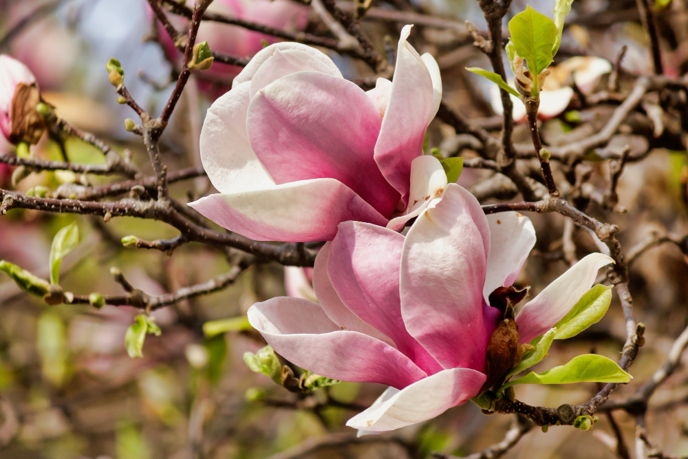Things to Consider When Planting Magnolia Trees