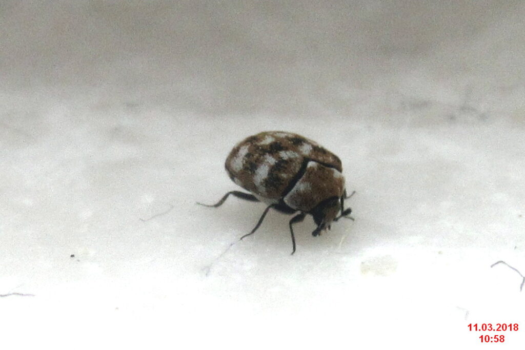 Various Types of Carpet Beetles