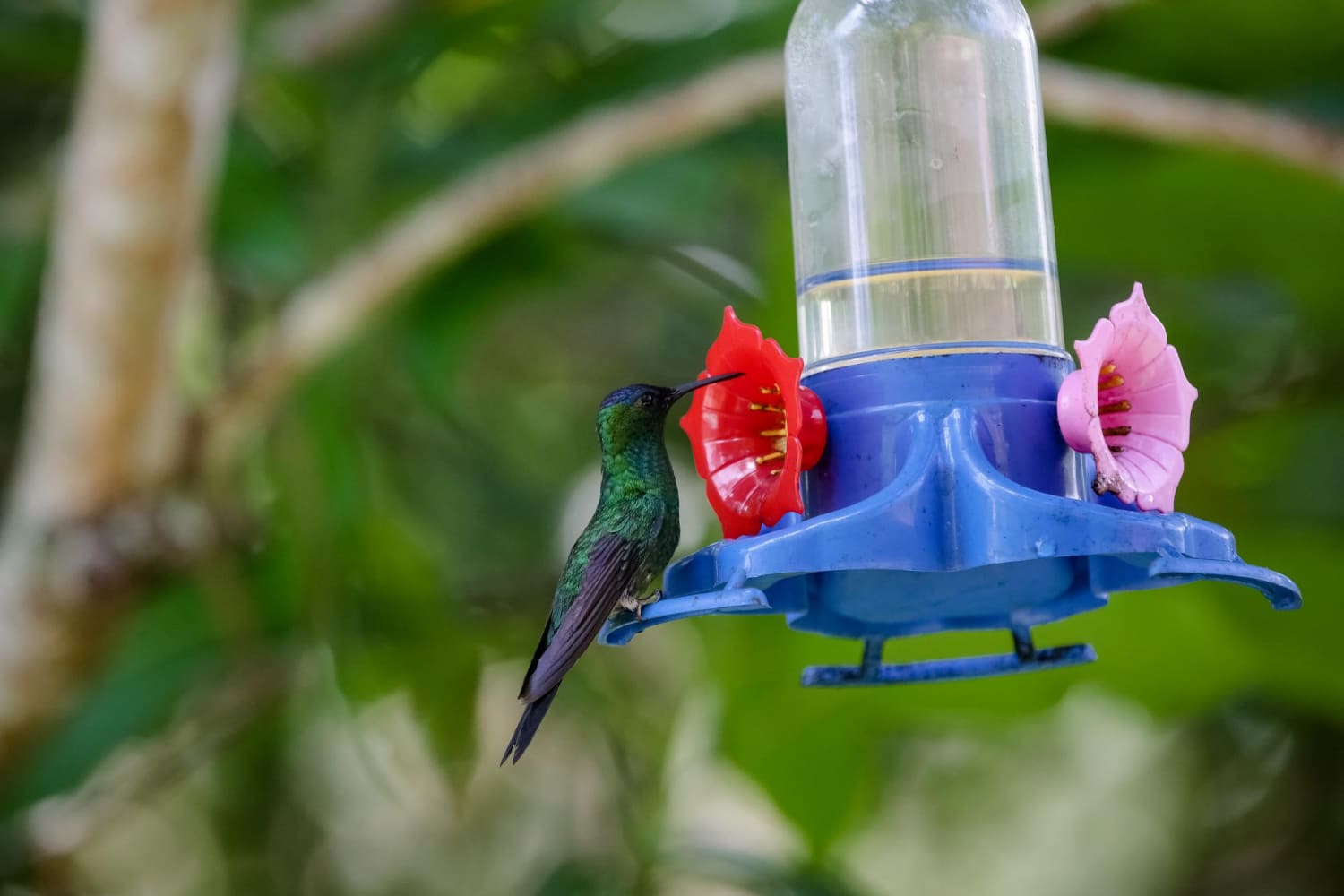 How to make hummingbird food