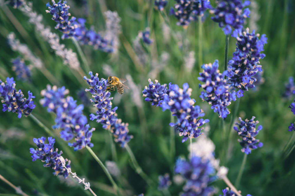 Bluebonnets with a honey bee