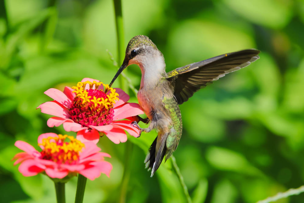 A hummingbird eating from a pretty flower