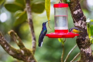 Colorful hummingbird feeder