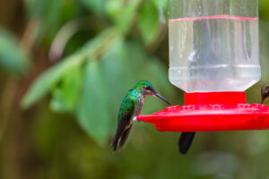 A hummingbird colorful feeder
