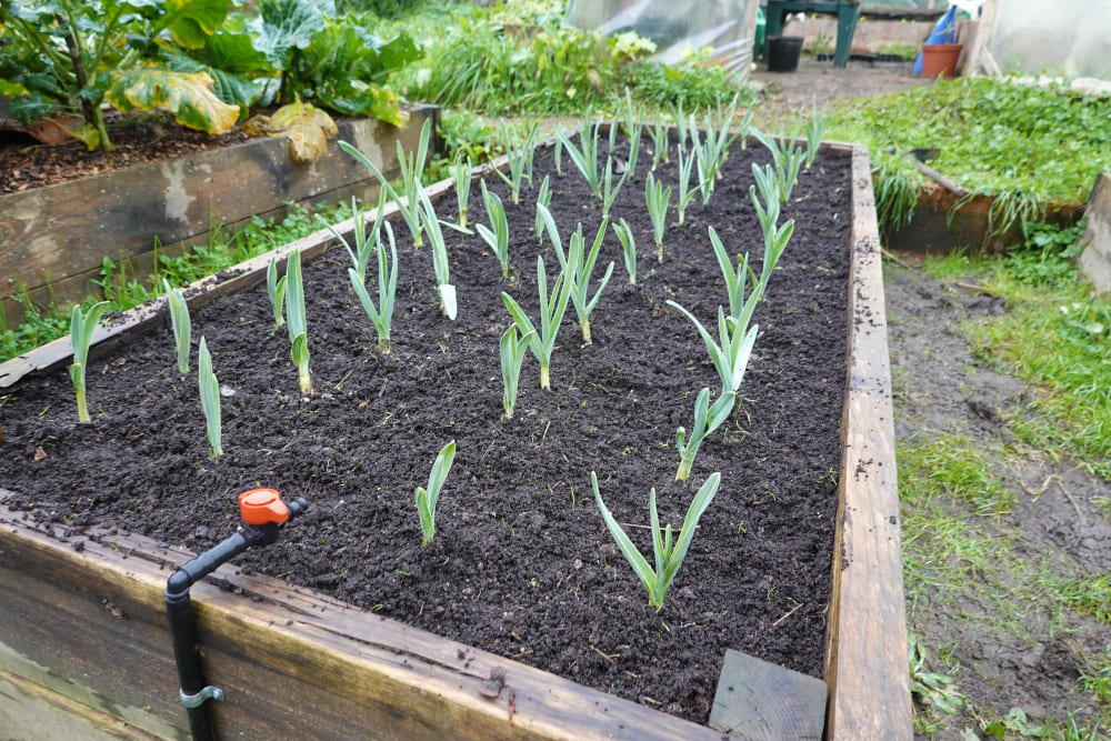 Garlic cultivation with a watering system
