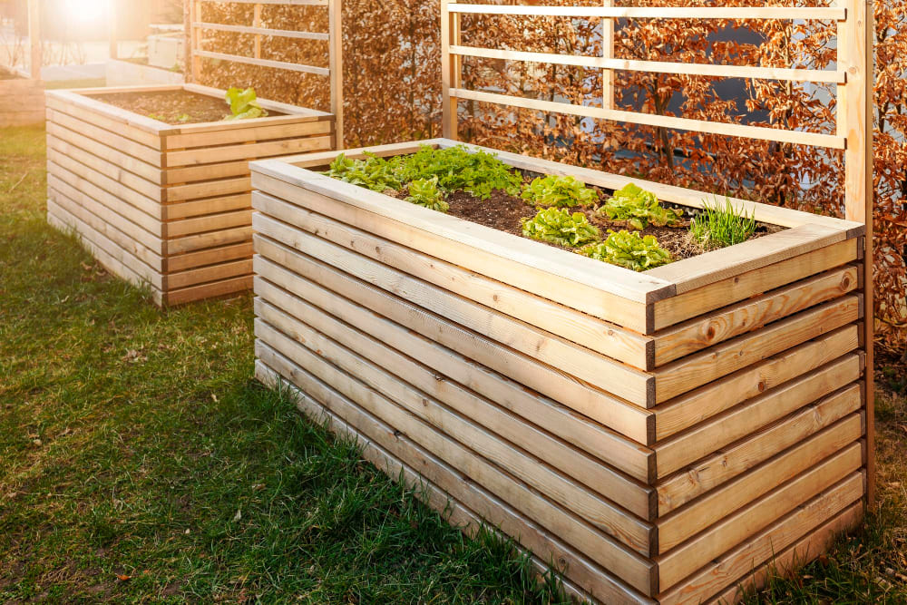 Raised bed gardens with direct sunlight