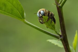 A carpenter bee