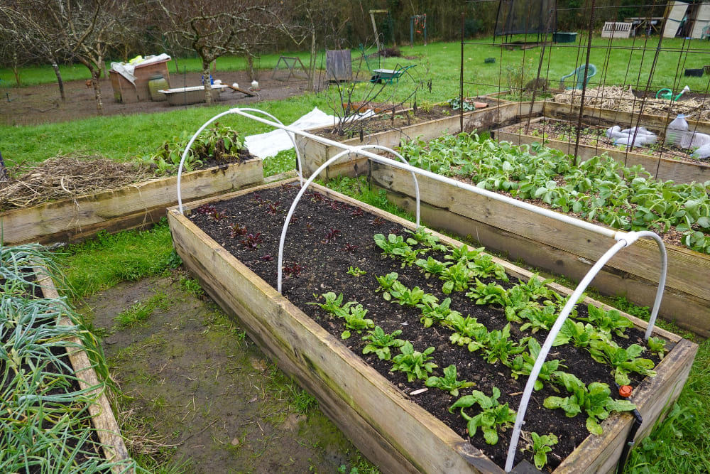 A micro tunnel raised bed garden