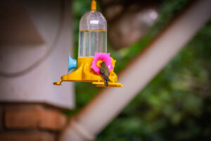 A hummingbird feeder