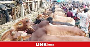 Dhaka to have 22 cattle markets for Eid-ul-Azha 2024