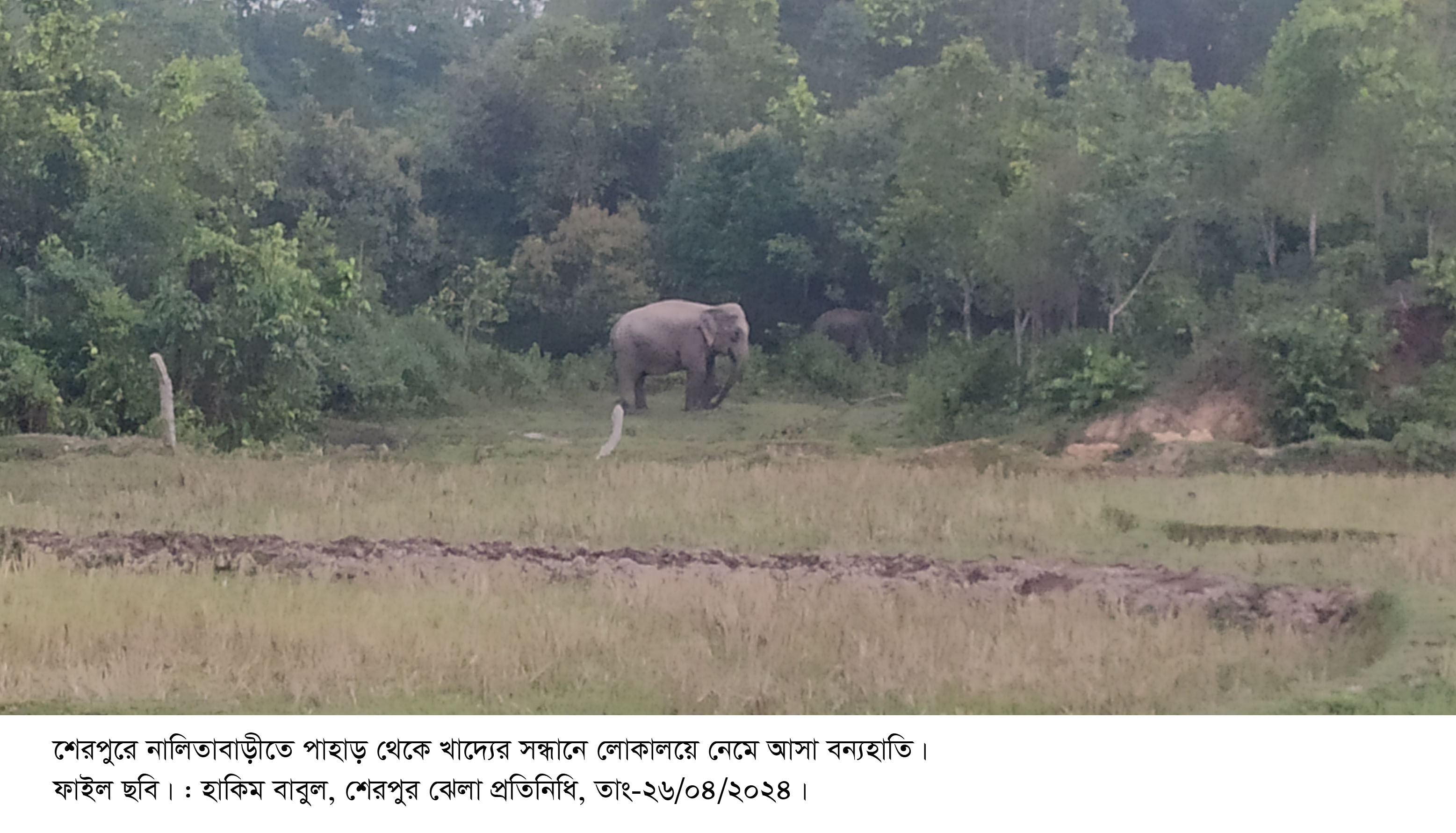 Wild elephants kill farmer in Sherpur