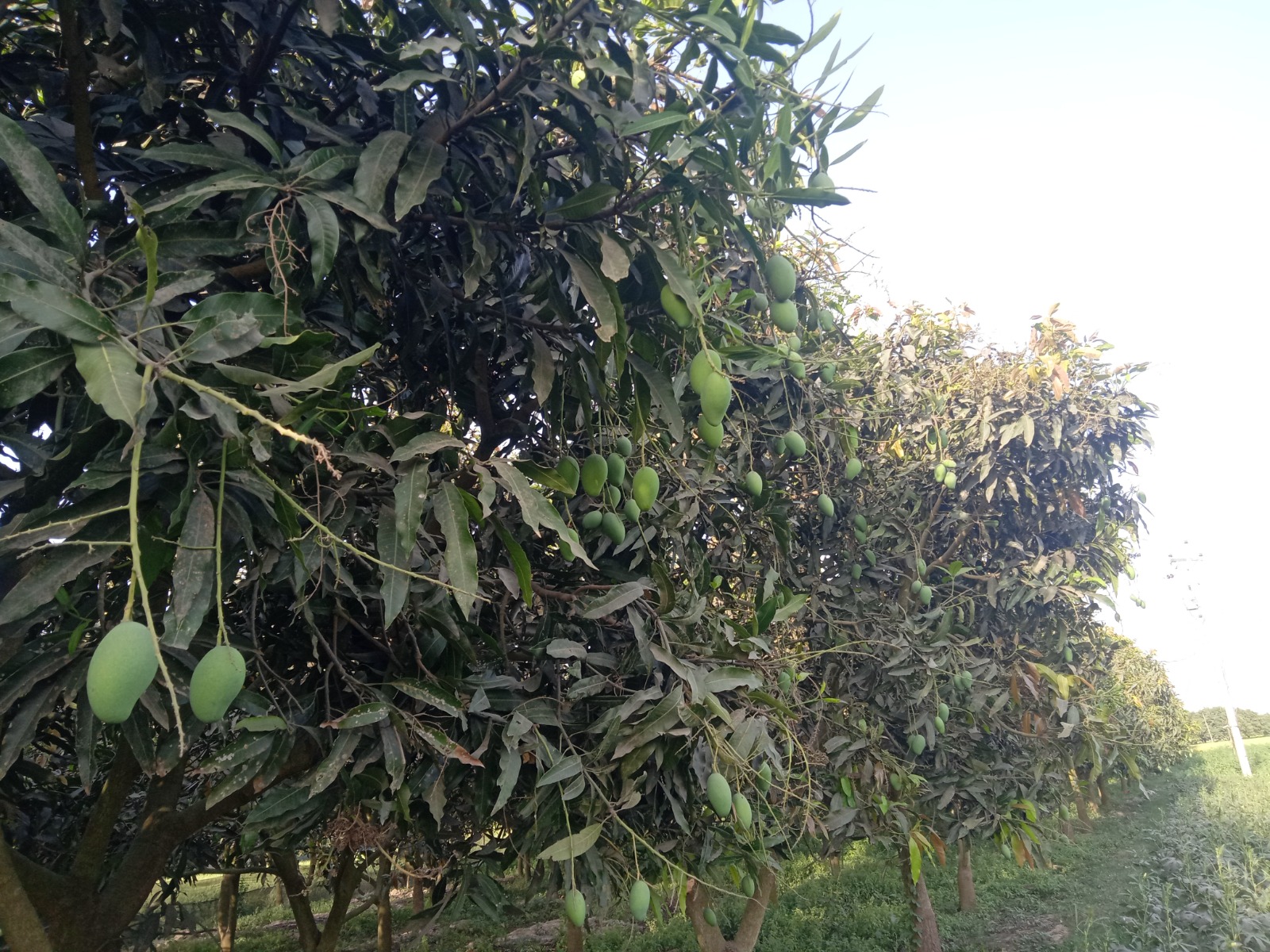Mangoes dropping early in Rajshahi amid intense heat; growers, traders worried