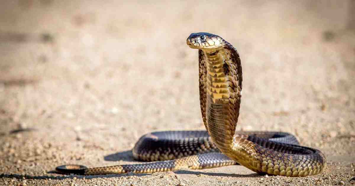 Intense heat causes surge in snake bites