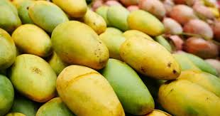 Mango harvesting in Natore to begin on May 25
