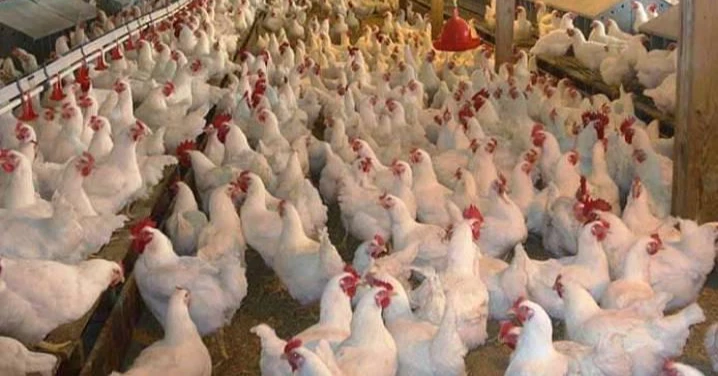 Bangladesh Poultry Association:  1 lakh birds dying every day due to heatwave